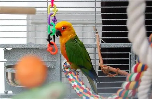 10 Mainan Terbaik untuk Burung Conure di 2023 – Ulasan & Pilihan Teratas