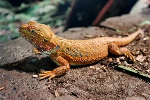 Central Bearded Dragon: Fakta, udseende, billeder & Plejevejledning