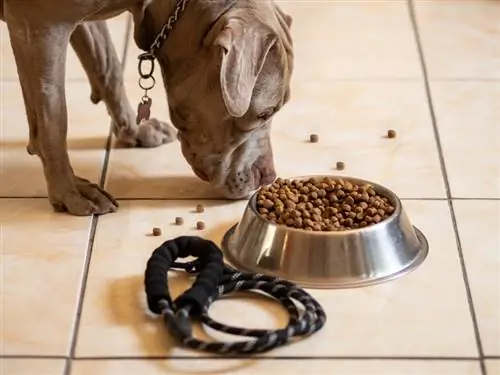 7 mejores alimentos para perros para pitbulls para ganar músculo en 2023 – Reseñas & Mejores selecciones