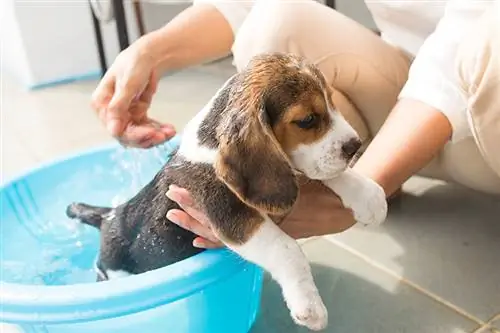2023'te Yavru Köpekler İçin En İyi 10 Pire Şampuanı: İncelemeler & En Çok Talep