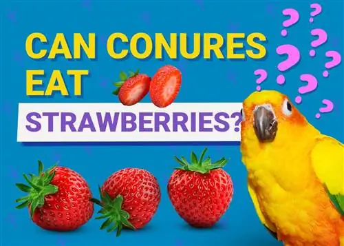 Yuav Conures Noj Strawberries? Yam Koj Yuav Tsum Paub