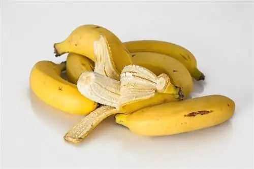 Môžu leguány jesť banány? Čo potrebuješ vedieť