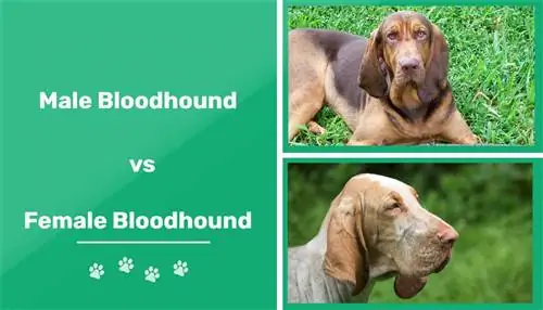 Mužjak protiv ženki Bloodhounds: razlika (sa slikama)