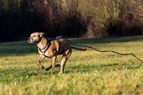 5 grunde til at hunde løber væk & Sådan stopper du det