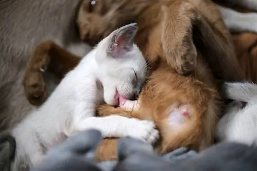 معمولا چند بچه گربه در یک بستر زنده می مانند؟