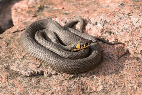 Cómo cuidar una serpiente mascota: Hoja de cuidados & Guía 2023