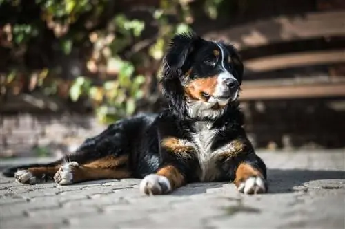 11 bedste hundefoder til Berner Sennenhunde (2023 anmeldelser & guide)
