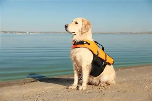 6 Jaket Penyelamat Anjing Terbaik pada 2023 – Ulasan & Pilihan Teratas