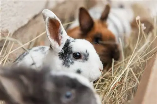 10 mejores comederos de heno para conejos en 2023 – Reseñas & Las mejores selecciones