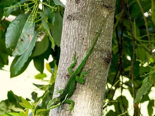 Knight Anole: Facts, Food & მოვლის გზამკვლევი (სურათებით)