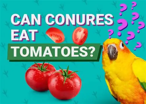 האם קונורים יכולים לאכול עגבניות? מה שאתה צריך לדעת