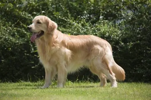 Geskiedenis van die Golden Retriever: Oorsprong, feite & Meer