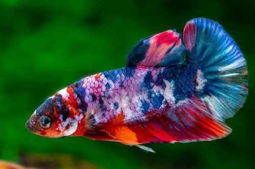 Koi Betta (Marble Betta): טיפול, זנים & תוחלת חיים