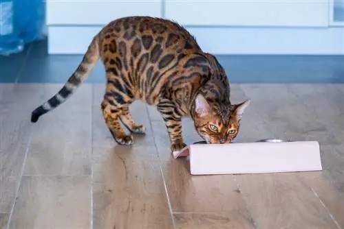 10 úžasných DIY misky pro kočky, které si můžete vyrobit dnes (s obrázky)