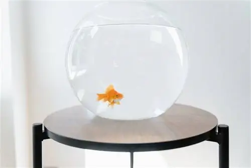 10 bästa Fishbowl-startsatser för Goldfish & Bettas under 2023 – recensioner & Toppval