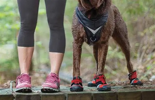 6 melhores botas para cães em 2023: avaliações & principais escolhas