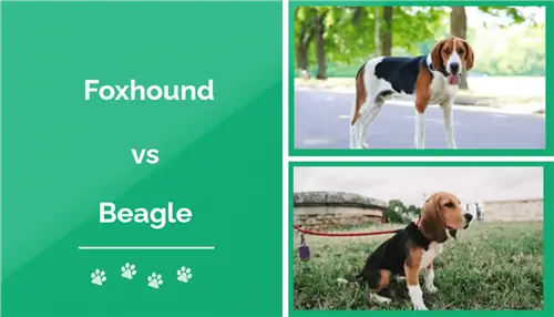 Foxhound vs Beagle: mikä sopii minulle? (Kuvien kanssa)