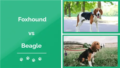 Foxhound ve Beagle: Hangisi Benim İçin Doğru? (Resimleri olan)