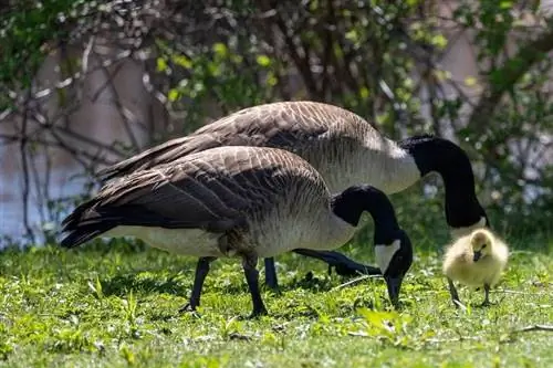 Paar ganse lewenslank? Wat die wetenskap sê