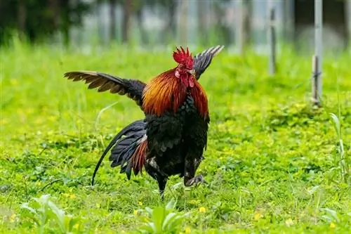 Red Jungle Fowl Chicken: Obrázky, informace, vlastnosti a průvodce péčí