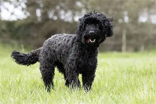 Black Cockapoo: Facts, Origin & History (with Pictures)