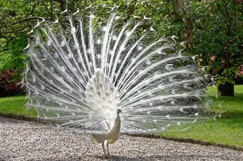 White Peacock: Geskiedenis & Feite oor hierdie ongelooflike genetiese variasie