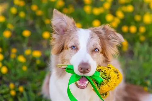 Onko keltaisia australianpaimenkoiria olemassa? Aussie Breed Colors (kuvien kanssa)