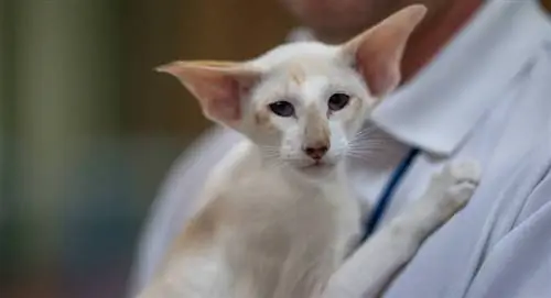 Informacije o pasmini Sejšelske mačke: Slike, Vodič za njegu & Osobine