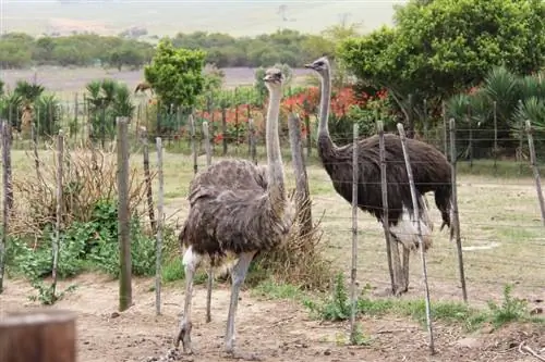 ¿Qué tan alto pueden s altar los avestruces? Datos & Preguntas frecuentes