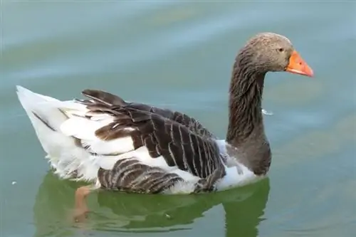 Toulouse Goose: Feite, Oorsprong & Kenmerke (met prente)