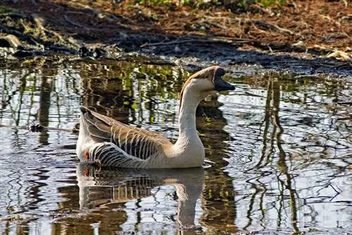 Chinese Goose: Mga Katotohanan, Pinagmulan & Mga Katangian (may mga Larawan)