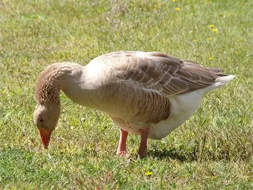 American Buff Goose: Mga Katotohanan, Pinagmulan & Mga Katangian (na may Mga Larawan)