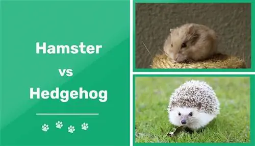 Hrček proti ježu: Vizualne razlike & Značilnosti (s slikami)