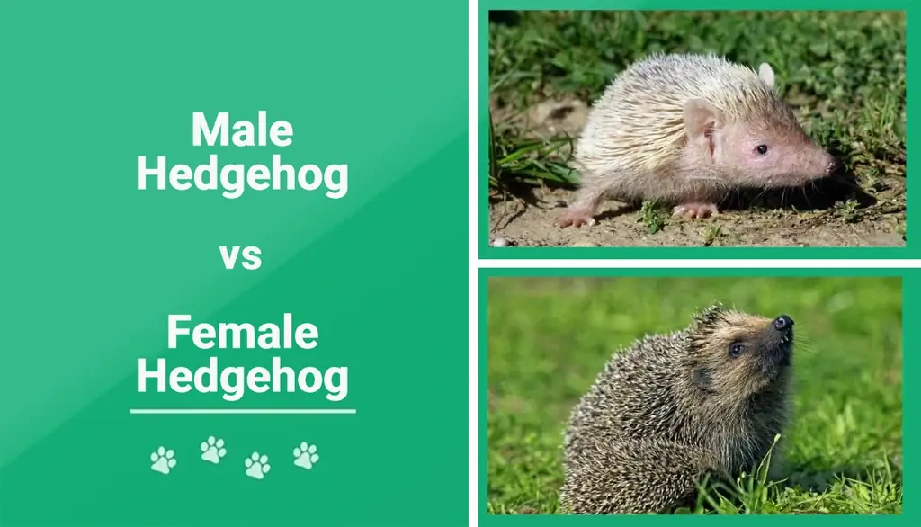 Muški nasuprot ženskog ježa: Vizualne razlike & Pregled (sa slikama)