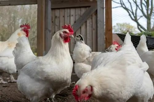 Ayam Bresse: Fakta, Asal Usul & Ciri-Ciri (dengan Gambar)