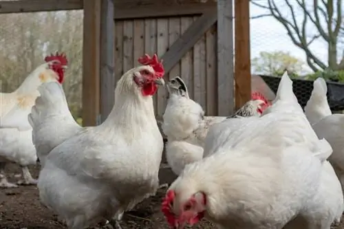 Bresse Chicken: Fakta, původ & Charakteristika (s obrázky)