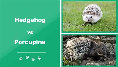 Hedgehog Vs Porcupine፡ የእይታ ልዩነቶች & ባህሪያት (ከፎቶዎች ጋር)