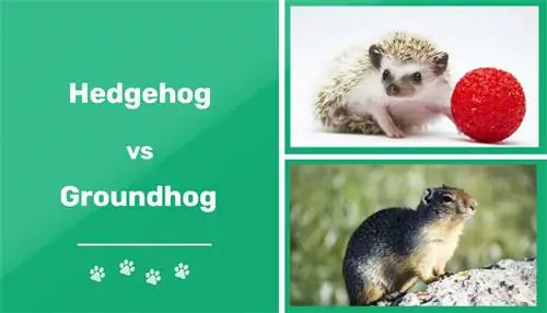 Hedgehog vs. Groundhog፡ የእይታ ልዩነቶች & ባህሪያት (ከፎቶዎች ጋር)