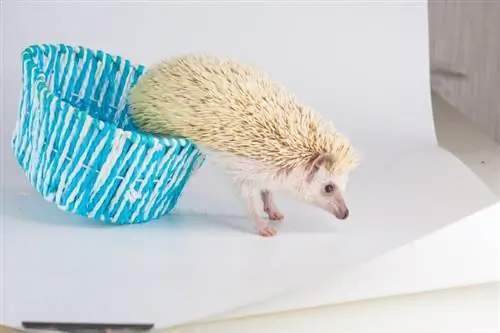 2 DIY Hedgehog Carrier Plans (ከመመሪያ ጋር)