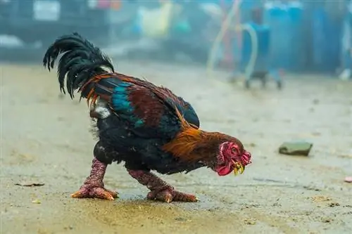 لماذا تعتبر دجاجات دجاج تيو باهظة الثمن؟ حقائق & الأسئلة الشائعة