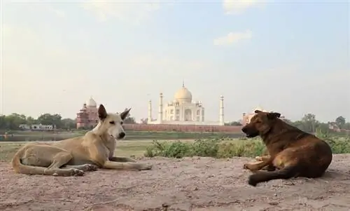 ძაღლები ინდურ კულტურაში & ისტორია: როგორ ჯდებიან ისინი?