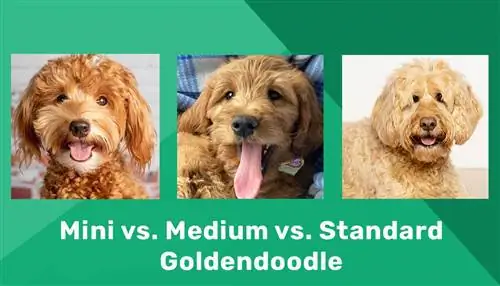 ฉันมี Goldendoodle ขนาดใด มินิ vs กลาง vs มาตรฐาน