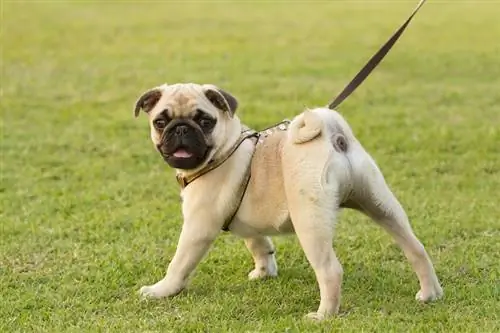 Guia de raça de gossos carlins: informació, imatges, guia de cura completa & Més