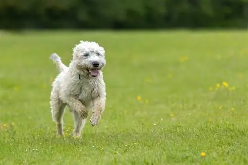 Ar Labradoodle yra geras medžioklinis šuo? Faktai & Mokymo patarimai