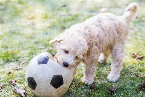 Hur smart är en labradoodle? 5 träningstips