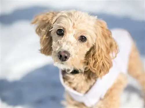 Cockapoo (cocker spániel & uszkár keverék): Info, képek, gondozás & Bővebben