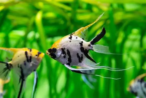 Koi Angel Fish: Guia de cura, varietats, & Vida útil (amb imatges)