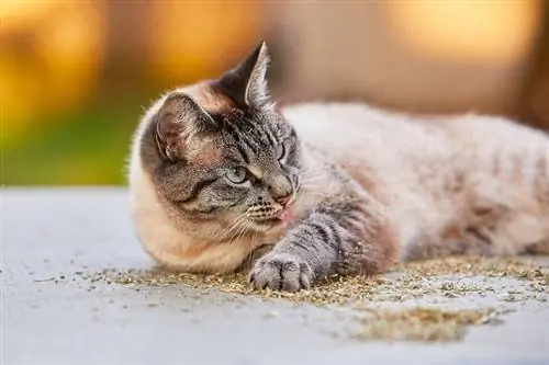 Ali lahko mačke predozirajo preveč mačje mete? Vet Explained Prednosti in slabosti & Pogosta vprašanja