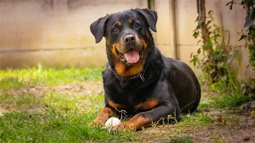 Kāpēc suņiem & kucēniem rodas žagas? Veterinārārsta izskaidrotie cēloņi & Risinājumi