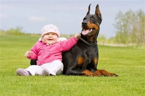 Köpekler Bebekleri Sever mi & Ne Olduğunu Anlıyorlar mı? Veteriner Tarafından İncelenen SSS